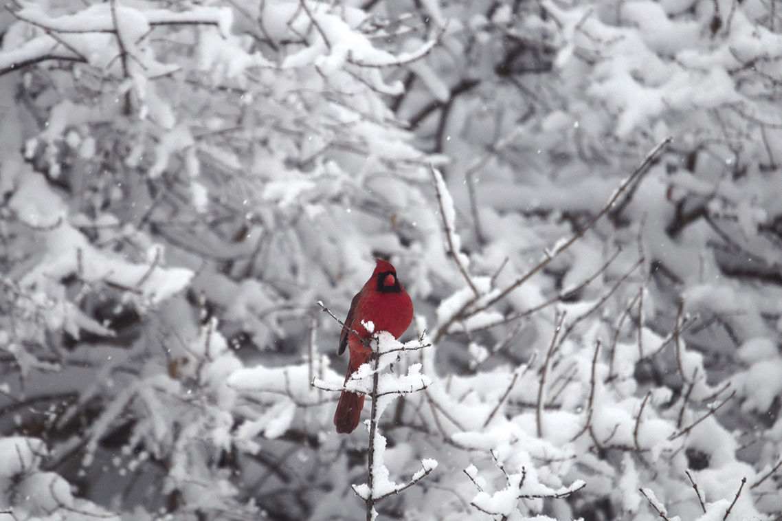 Winter's canvas